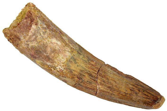 Fossil Spinosaurus Tooth - Real Dinosaur Tooth #322264